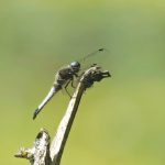 The rare Scarce Chaser dragonfly