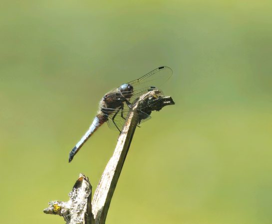The rare Scarce Chaser dragonfly