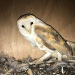 A barn owl in one of the boxes installed by Edgton Parish Council