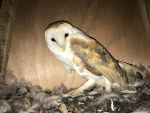 A barn owl in one of the boxes installed by Edgton Parish Council