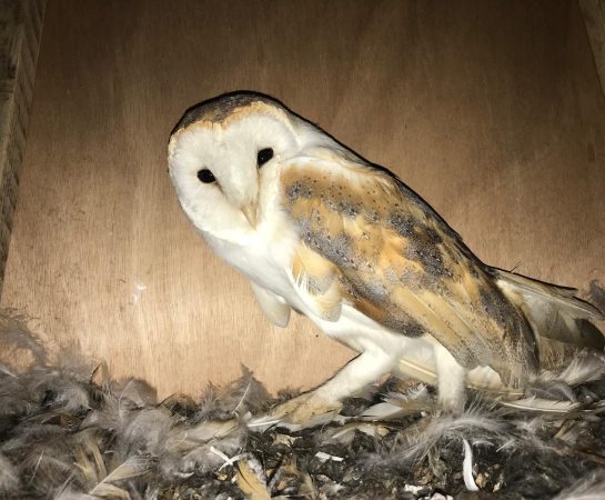 A barn owl in one of the boxes installed by Edgton Parish Council
