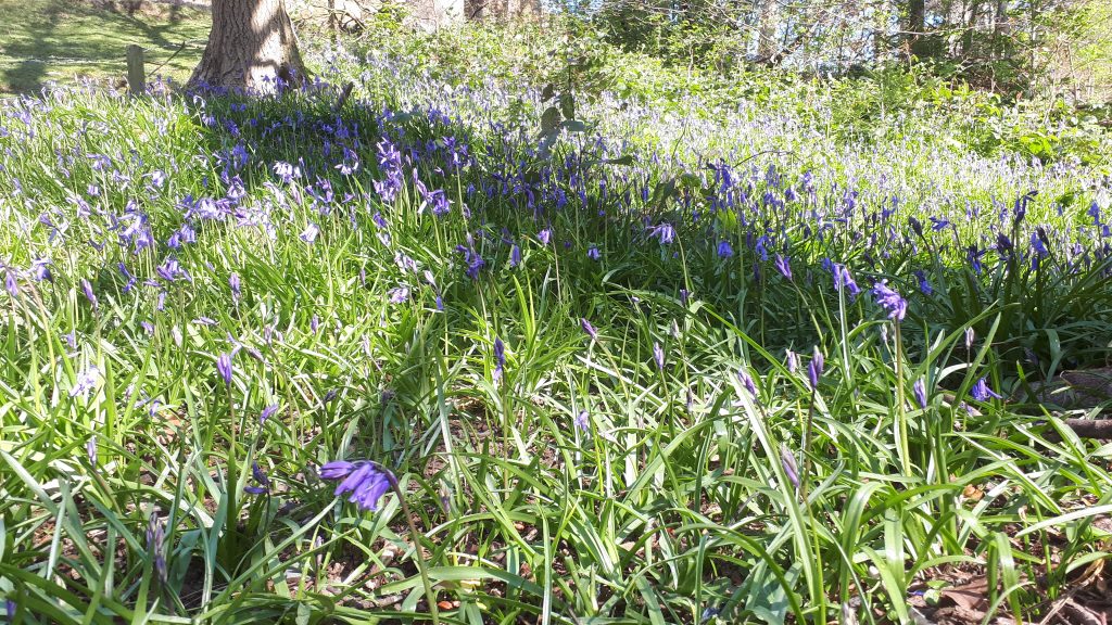 An image of bluebells covering a woodland floor in Shropshire. As we are all staying at home due to coronavirus, these blogs help bring Shropshire's Great Outdoors to you.