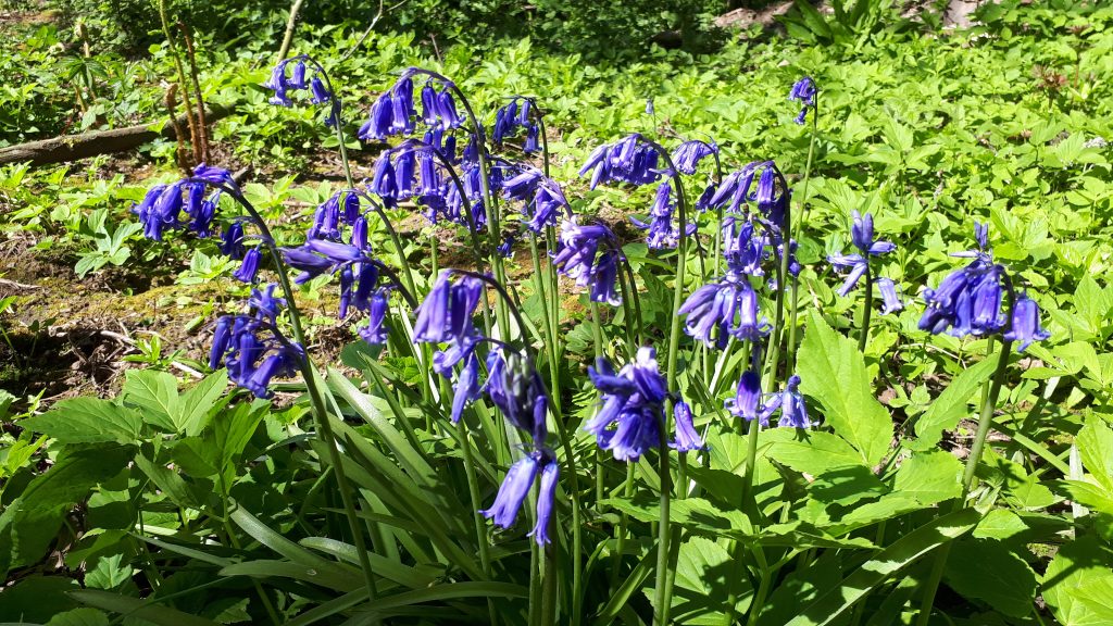 An image of bluebells close up. 