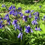 An image of bluebells close up.