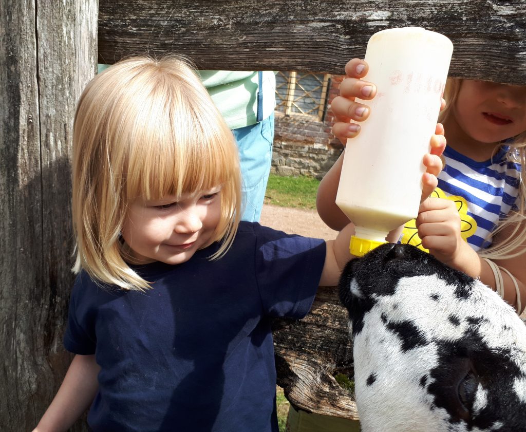 An image of two toddlers bottle feeding a lamb at Acton Scott Historic Working Farm. Acton Scott Historic Working Farm enjoyed record visitor numbers of the Easter holiday weekend in 2019.