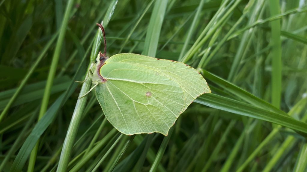 An image of a brimstone butterfly. Please follow Government guidelines and stay safe during the coronavirus pandemic.