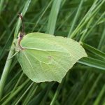 An image of a brimstone butterfly. Please follow Government guidelines and stay safe during the coronavirus pandemic.