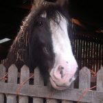 An image of Charlie the Shire Horse, the iconic horse of Acton Scott Historic Working Farm.