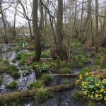 A wooded and boggy area