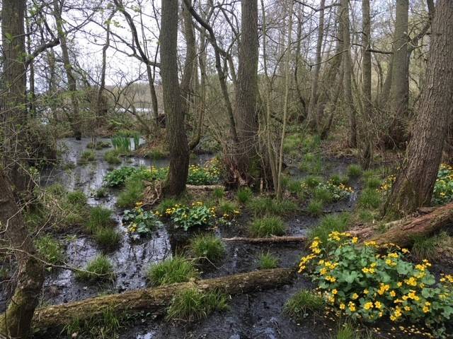 A wooded and boggy area