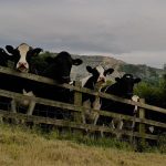 Farmers grant scheme - photo of cows