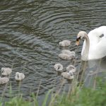 An image of nine cygnets with a mature swan on the river at Severn Valley Country Park. A volunteer led project at Severn Valley Country Park to reclaim the wetlands saw the arrivals of the swans.