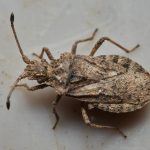Fallen's Leatherbug