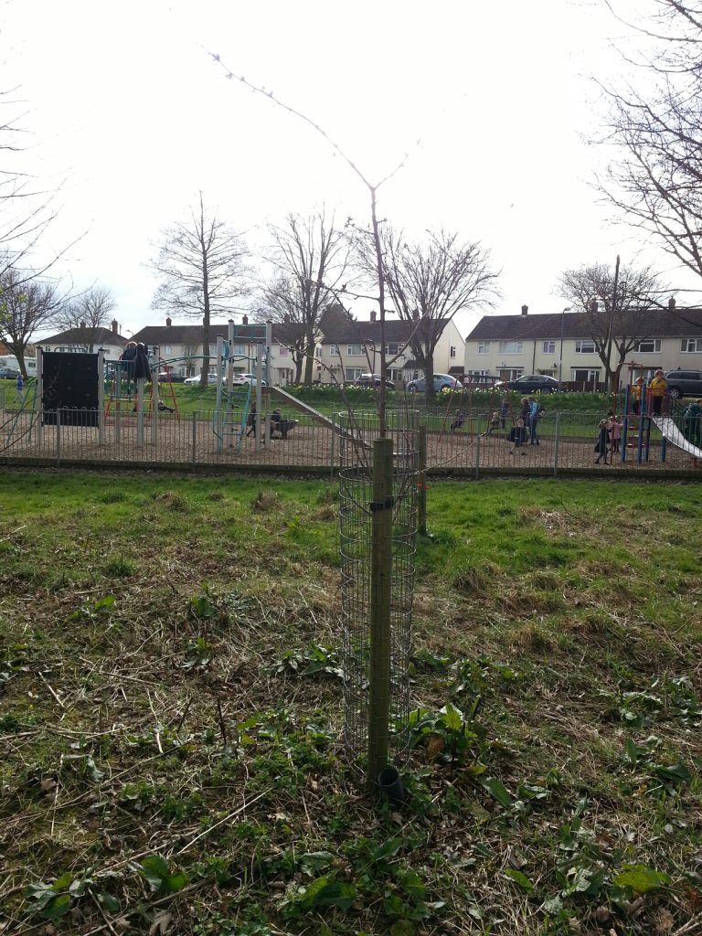 Cherry tree planted in 2015 at Mereside CE Primary School in Shrewsbury