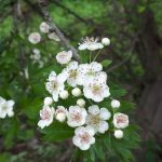 An image of hawthorn flowers which appear as trees begin to bloom across Shropshire.