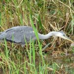 A heron in a local country park in Shropshire