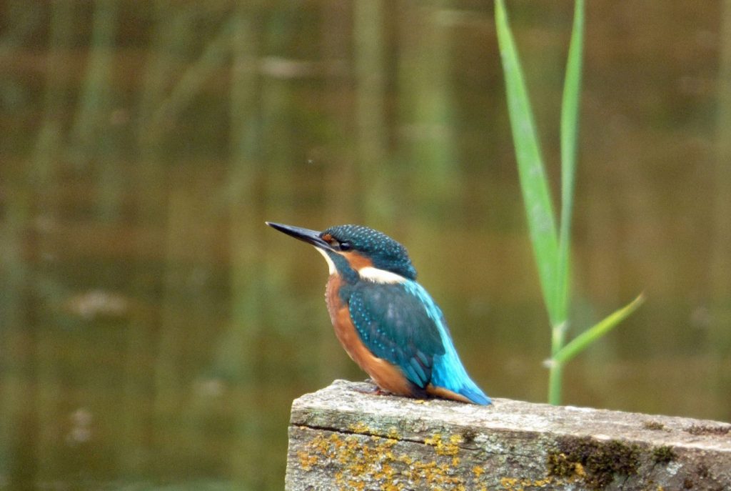 An image of a kingfisher. Bird song has improved during lockdown as positive impacts on the natural environment have benefited wildlife.