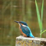 An image of a kingfisher. Bird song has improved during lockdown as positive impacts on the natural environment have benefited wildlife.