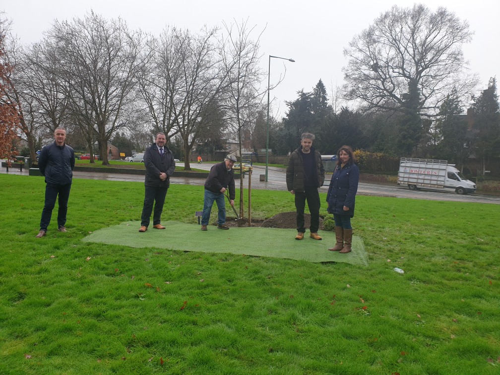 An image of the Oak Tree being planted in memory of Percy Mullaly.