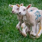 Two lambs running through a grassy field