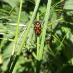 An image of a froghopper which can be found in the Shropshire countryside.