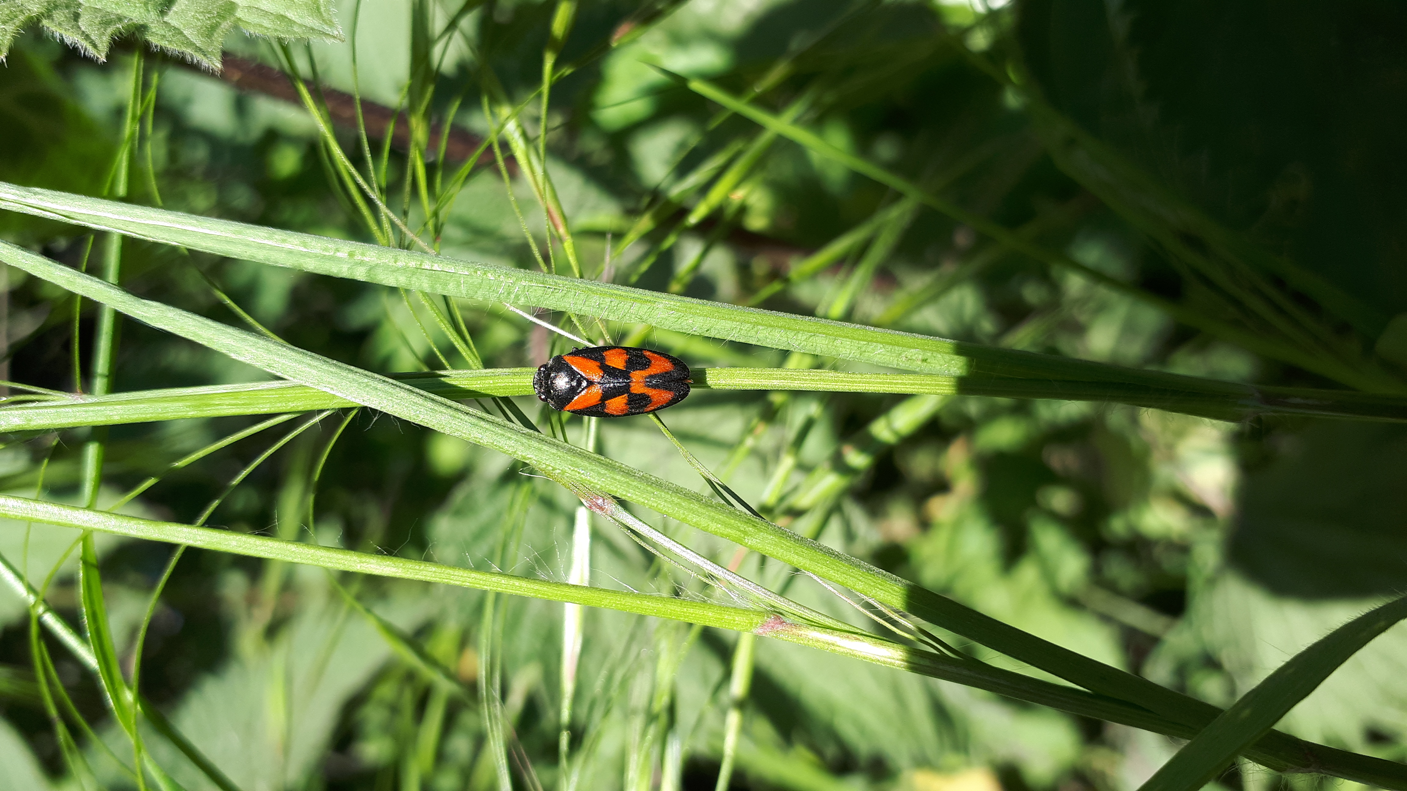 Red and Black Froghopper - Shropshire Council Newsroom