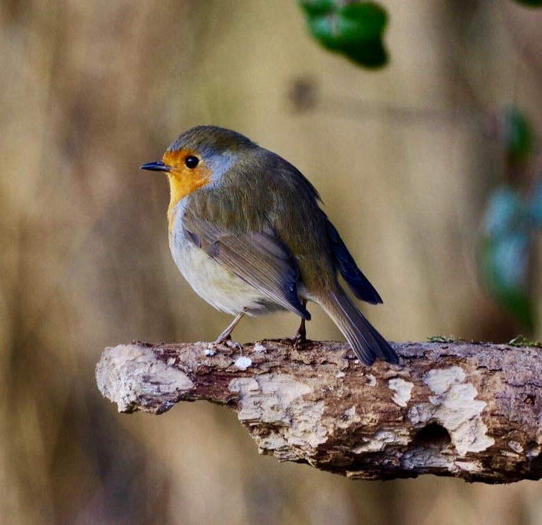 An image of a robin, one of the focuses of this coronavirus blog. 