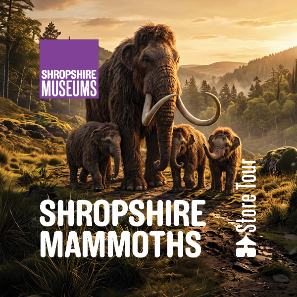 Behind the Scenes Store Tour: Shropshire Mammoths 