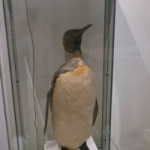 An image of an old king penguin in a display case at Shrewsbury Museum and Art Gallery