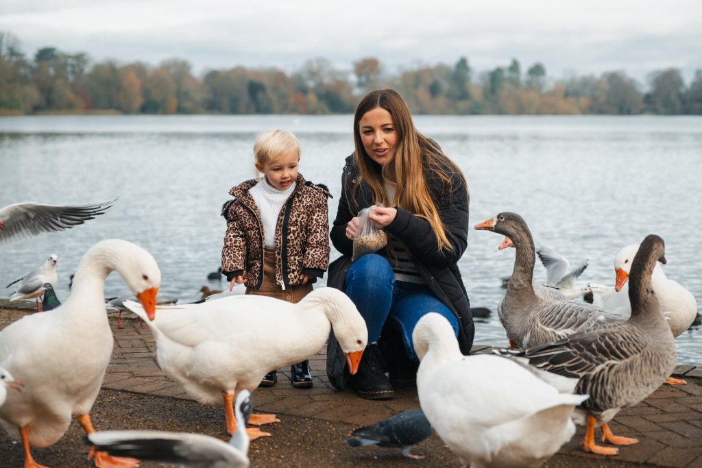 Geese at Ellesmere