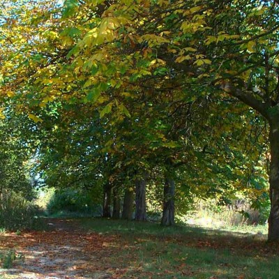 An image of a path at Stanmore Country Park surrounded by trees.