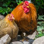 Chickens outside in garden