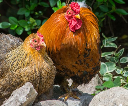 Chickens outside in garden
