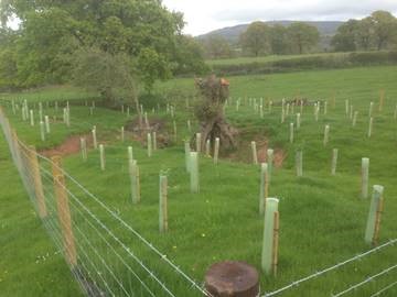 An image of planted trees