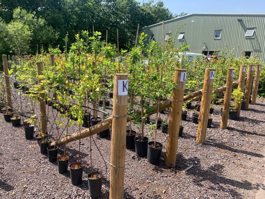 Trees for rehoming