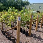 Trees for rehoming