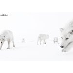 Image copyright Amit Eshel Wildlife Photographer of the Year