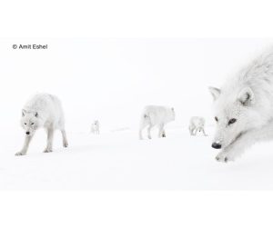 Image copyright Amit Eshel Wildlife Photographer of the Year