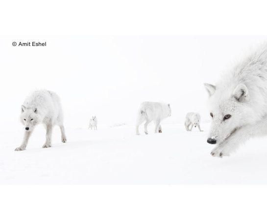 Image copyright Amit Eshel Wildlife Photographer of the Year