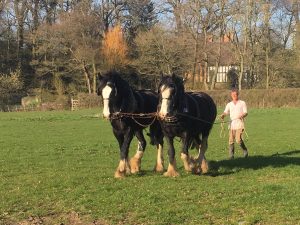 An image of two Shire horses with Simon at Acton Scott Historic Working Farm. Visitors will be able to see them during the Heritage Open Days festival.