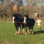 An image of the new pair of working shire horses at Acton Scott Historic Working Farm with wagoner and equine manager, Simon Trueman.