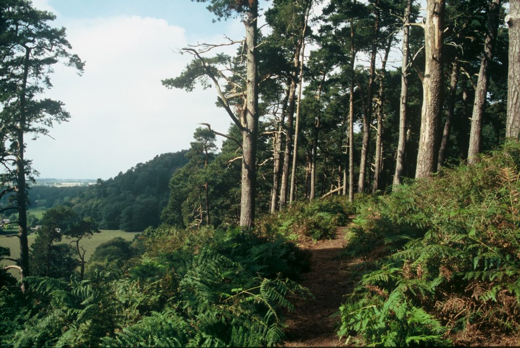 An image of the woodland at Corbet Wood where an event to plant trees is to take place on 30 November.