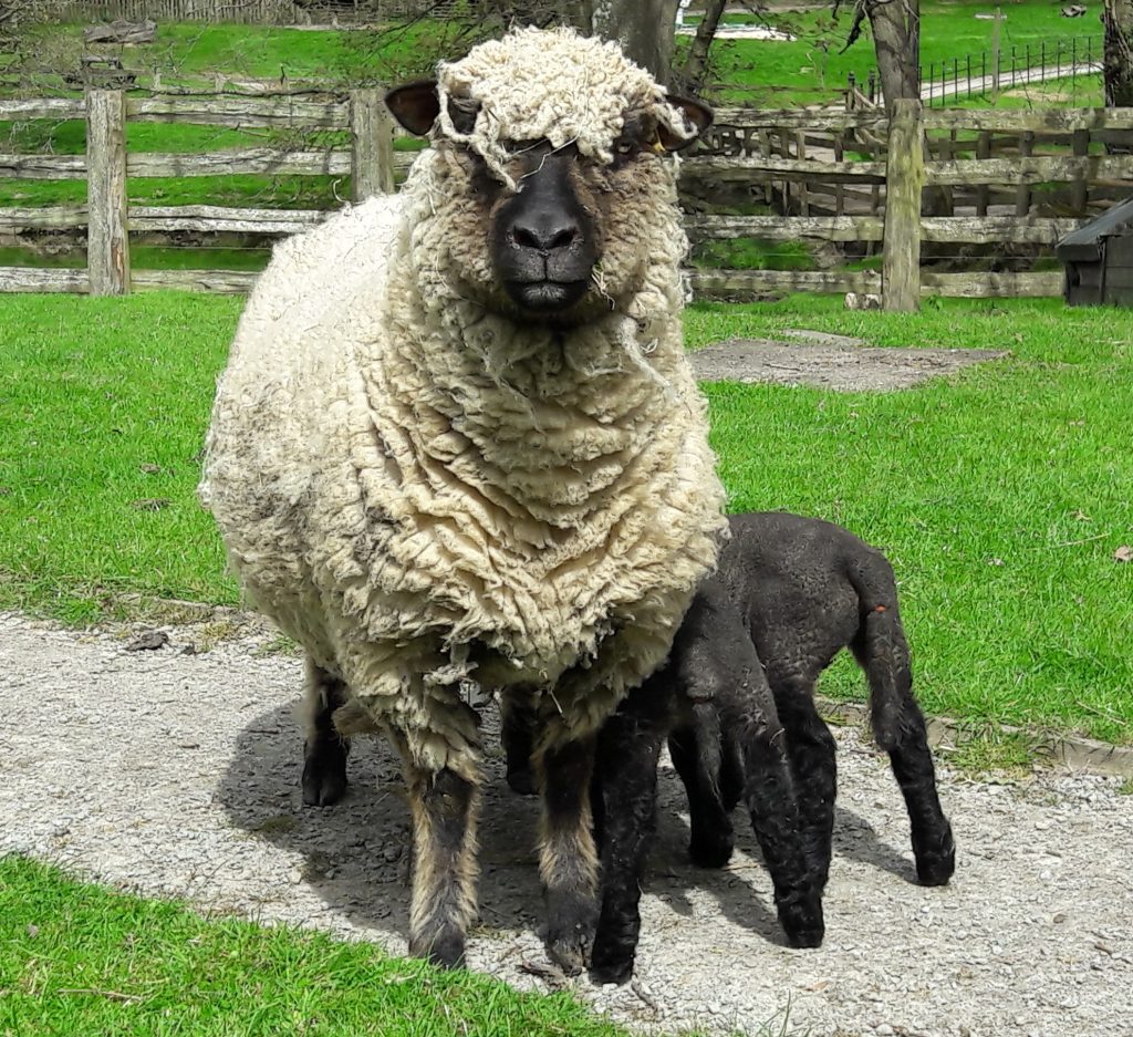 Acton Scott Farm sheep and lambs
