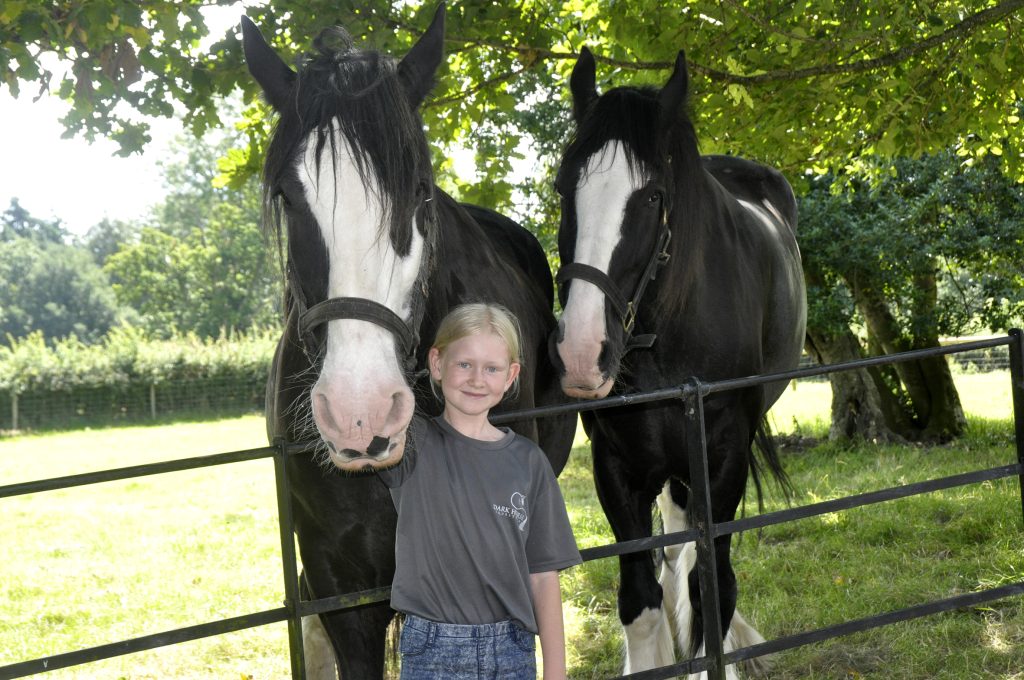 Shire horses and girl at Acton Scott Farm