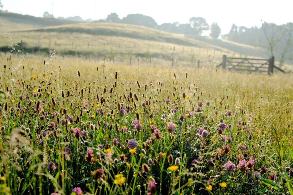 Meadow, photo credit: Sarah Jameson