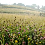 Meadow, photo credit: Sarah Jameson