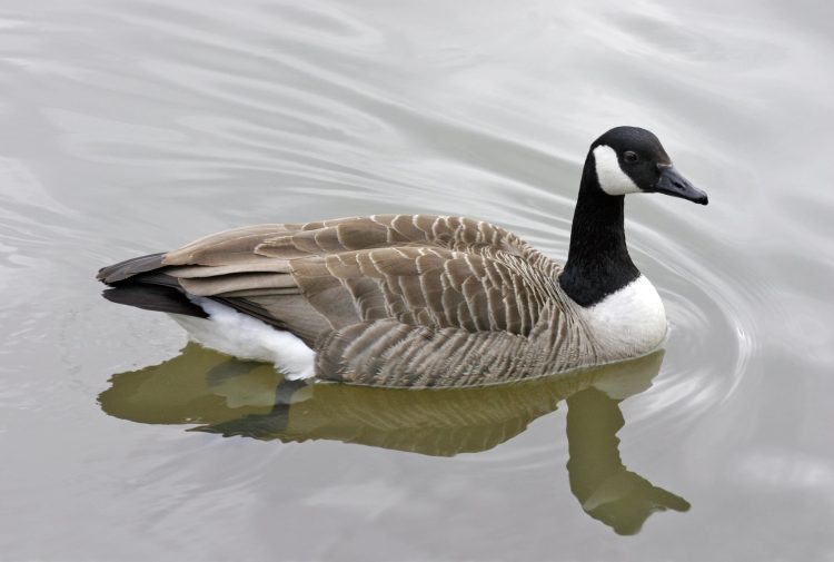 A Canada Goose