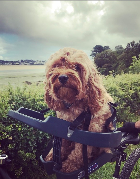 Camel Trail in Cornwall – Clair MJ and Monty the cavapoo