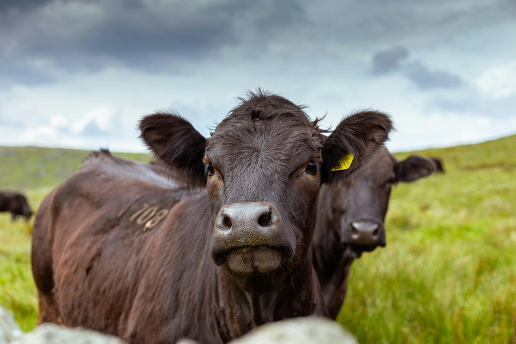 Image of cow. Photo credit Miguel Arcanjo Saddi Pexels images