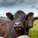 Image of cow. Photo credit Miguel Arcanjo Saddi Pexels images